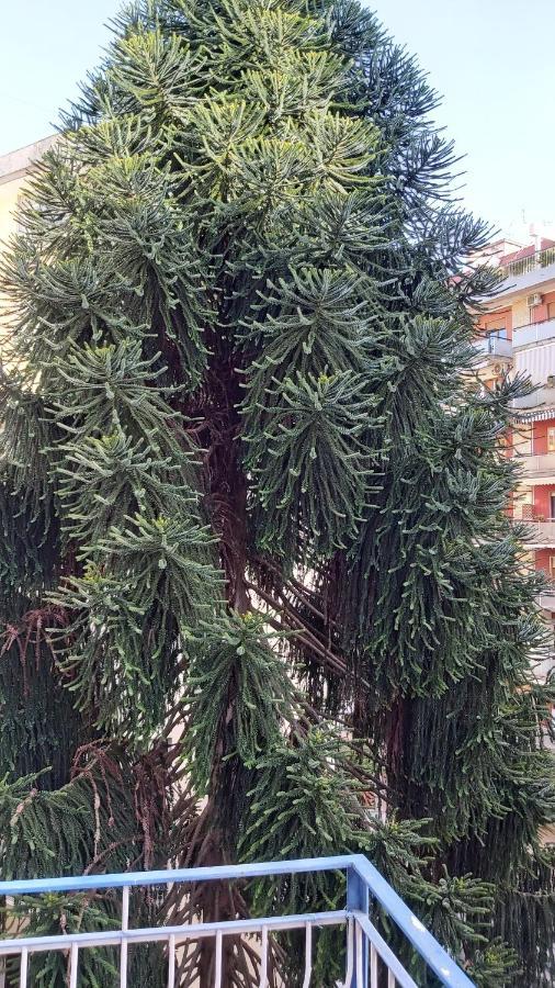 La Casa Del Cedro * Napoli